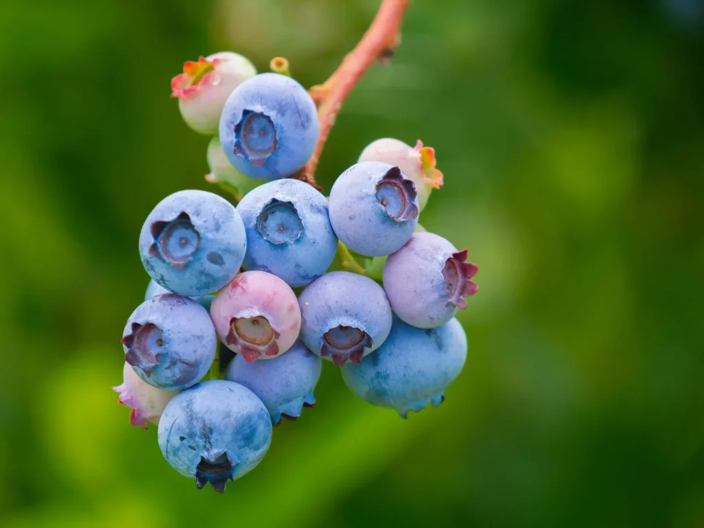 common wild berries newfoundland
