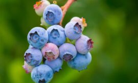 Common Wild Edible Berries In Newfoundland