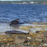 pothead whales saved newfoundland