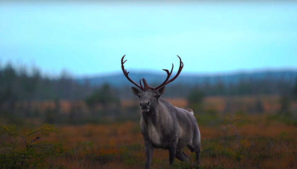 Woodland Caribou Hunting in Newfoundland