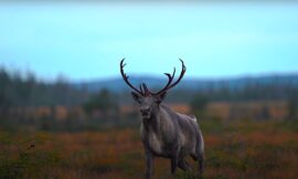 Woodland Caribou Hunting in Newfoundland