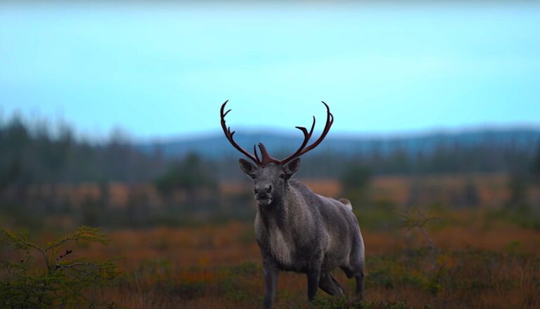 Read more about the article Woodland Caribou Hunting in Newfoundland