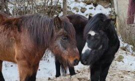 Newfoundland Pony Society Needs Volunteers