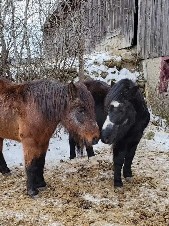 newfoundland pony society volunteers