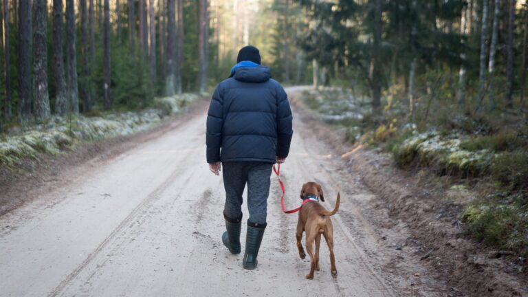 Read more about the article Off Leash Dogs While Hiking Rules & Issue In Newfoundland