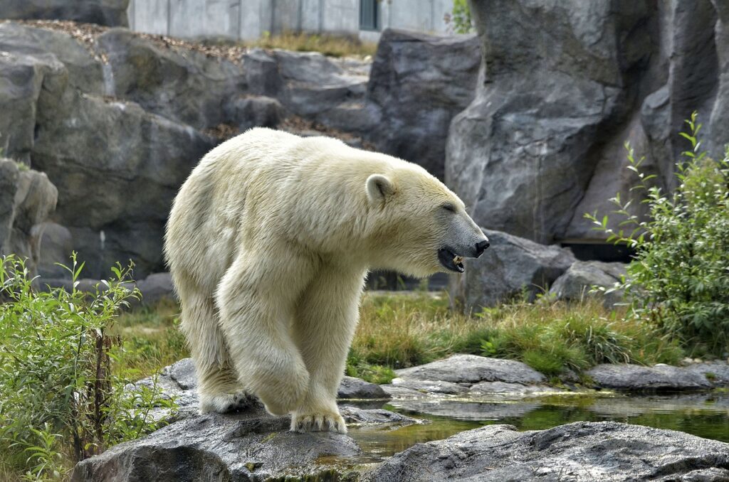 newfoundland polar bear