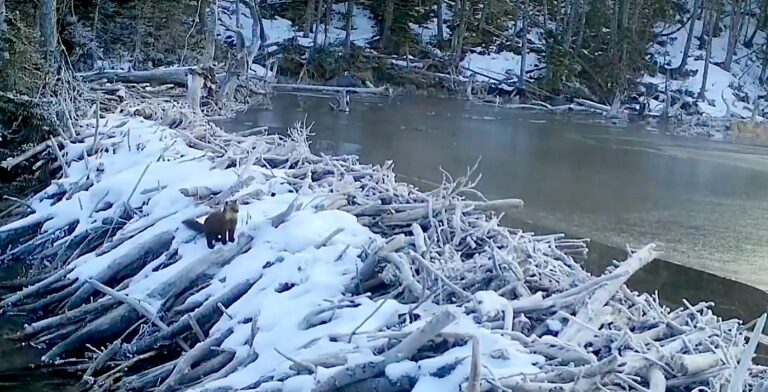 Read more about the article Newfoundland Pine Marten Spotted In Western NL