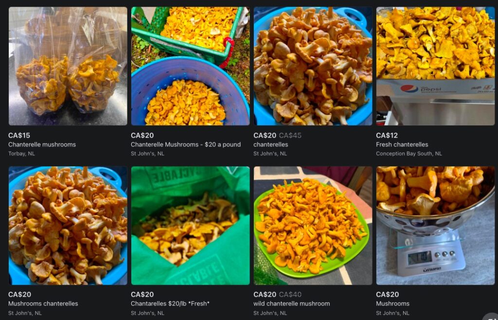 Newfoundland Chanterelles For Sale Facebook Marketplace