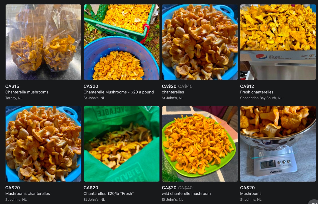 You are currently viewing Where Can I Buy Newfoundland Chanterelles?