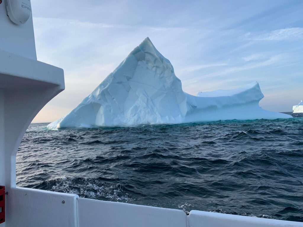bonavista puffin and whale boat iceberg tour