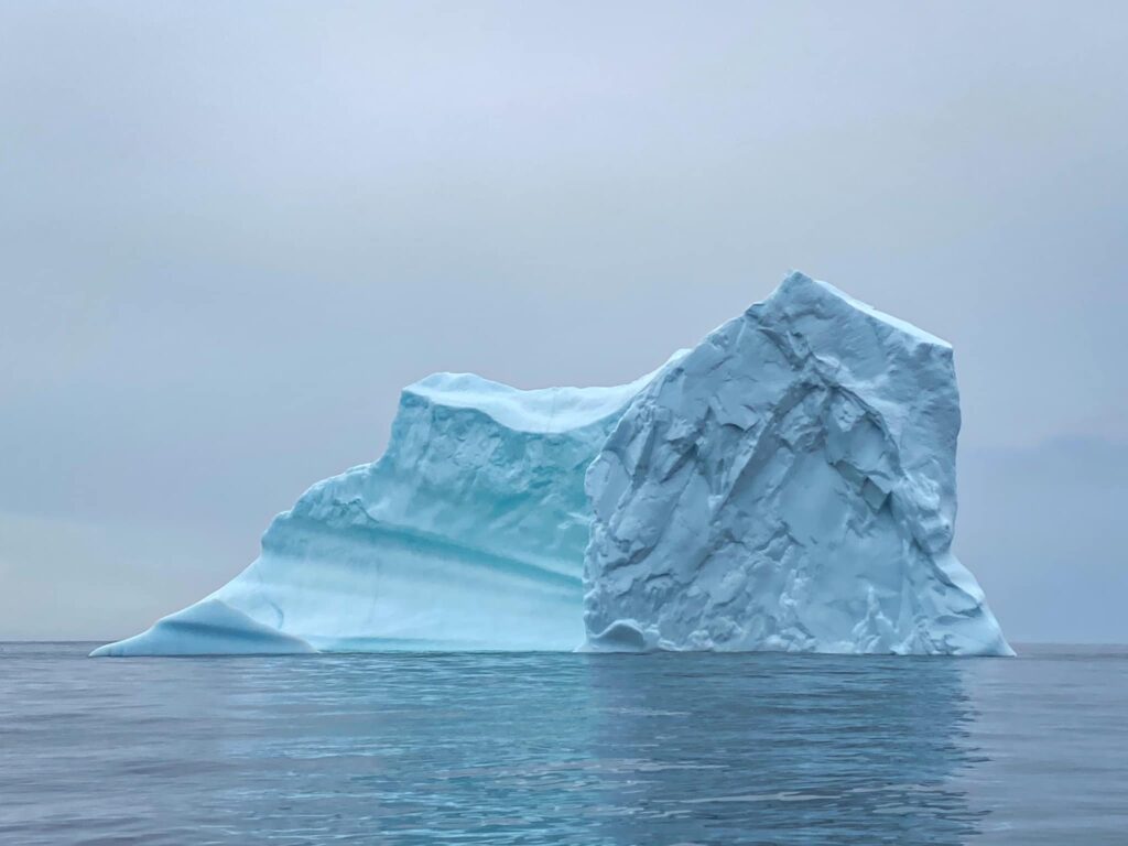 iceberg alley boat tours